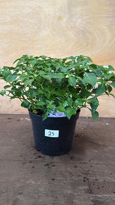 Lot 1023 - Impatiens -‘Glimmer Apple Blossom’