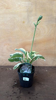 Lot 1024 - Hosta -‘Diana Remembered’