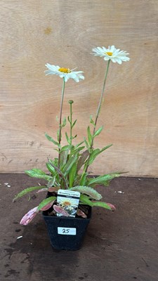 Lot 1025 - Leucanthemum -‘Broadway Lights Yellow’