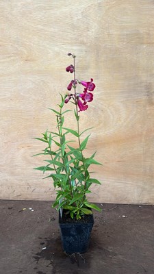 Lot 1026 - Penstemon -‘Pensham - Amelia Jayne’