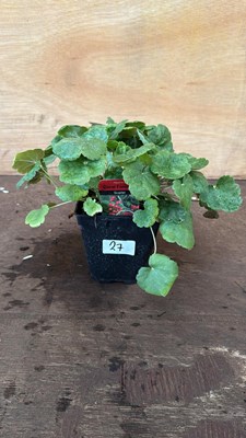 Lot 1027 - Heuchera -‘Coral Forest - Scarlet’
