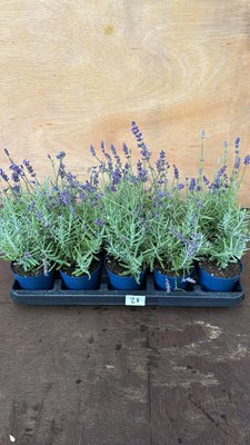 Lot 1028 - Tray of 10 Old English Lavender
