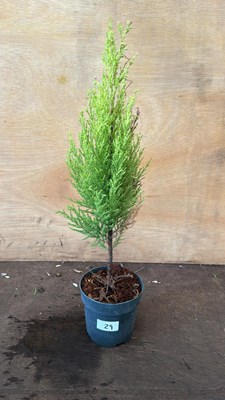 Lot 1029 - Goldcrest