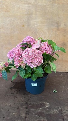 Lot 1030 - Pink Hydrangea