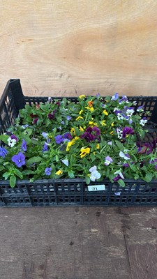 Lot 1031 - Crate of 4 packs of mixed Violas - 6 in a pack