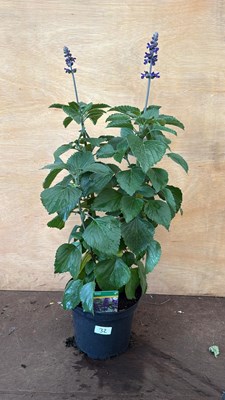 Lot 1032 - Large hardy Salvia -‘Big Blue’