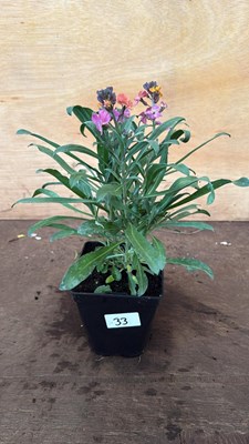 Lot 1033 - Hardy Wallflower