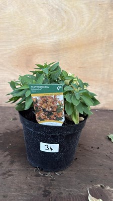 Lot 1034 - Alstroemeria -‘Bryce’