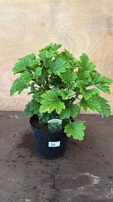 Lot 1035 - Scented leaf Geranium -‘Moskito Schoker’