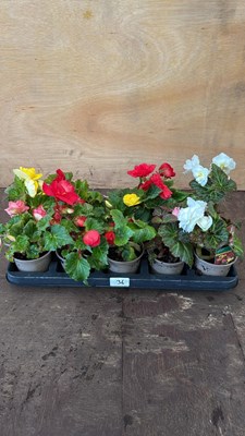Lot 1036 - Tray of 10 mixed Begonias