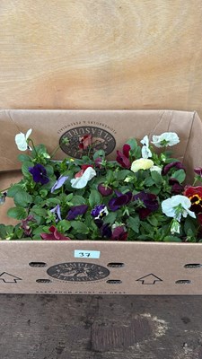 Lot 1037 - Box of 4 packs of mixed Pansies - 6 in a pack