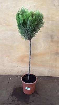 Lot 1038 - Standard Conifer