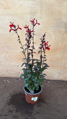 Lot 1039 - Hardy red Lobelia