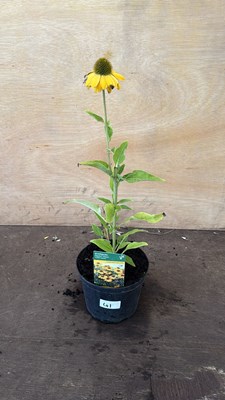 Lot 1041 - Echinacea-‘Golden Apricot’