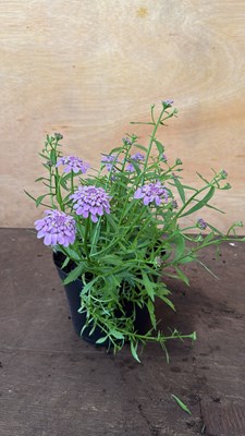 Lot 1042 - Iberis -‘Mermaid Lavender’