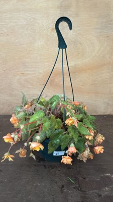 Lot 1043 - Begonia hanging pot -‘Apricot shades’