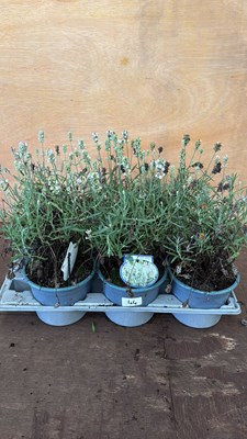 Lot 1044 - Tray of 6 white Lavender