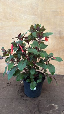 Lot 1045 - Large Fuchsia -‘Koralle’