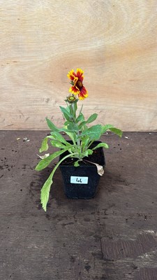 Lot 1046 - Arizona Sun