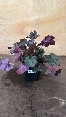 Lot 1047 - Low growing Heuchera -‘Palace Purple’