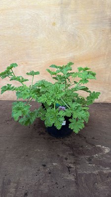 Lot 1048 - Scented leaf Geranium -‘Rose’