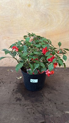 Lot 1049 - Impatiens -‘Glimmer Bright Red’