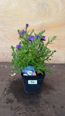 Lot 1050 - Aster -‘Alpha Universe’