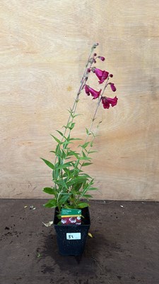 Lot 1051 - Penstemon -‘Amelia Jayne’