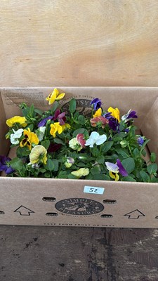 Lot 1052 - Box of 4 packs of mixed Pansies - 6 in a pack
