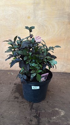 Lot 1053 - Large Dahlia -‘Happy Days Pink’