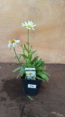 Lot 1054 - Leucanthemum -‘Broadway Lights Yellow’