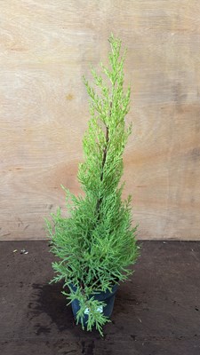 Lot 1055 - Goldcrest