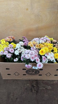 Lot 1056 - Box of 3 Chrysanthemums Bowls