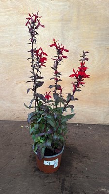 Lot 1057 - Hardy Red Lobelia