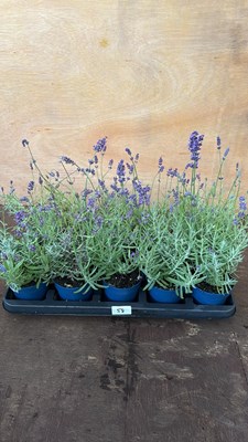 Lot 1058 - Tray of 10 Old English Lavender