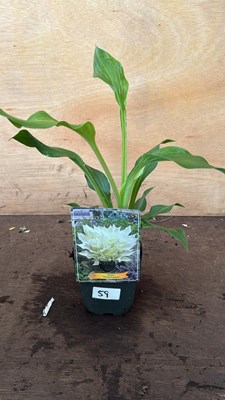 Lot 1059 - Hosta -‘White Feather’