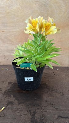 Lot 1060 - Alstroemeria -‘Havana’