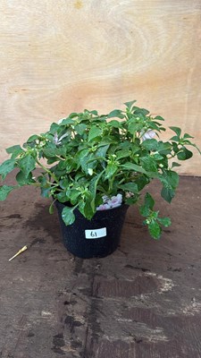 Lot 1061 - Impatiens -‘Glimmer Apple Blossom’