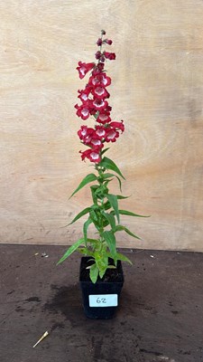 Lot 1062 - Penstemon -‘PartyBells Red’