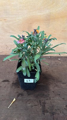 Lot 1063 - Hardy Wallflower