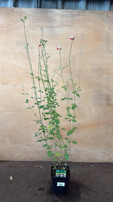 Lot 1064 - Hardy Salvia -‘Hot Lips’