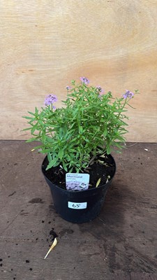 Lot 1065 - Iberis -‘Mermaid Lavender’