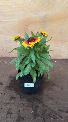 Lot 1066 - Arizona Sun