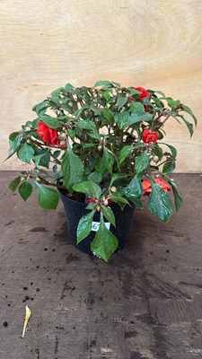 Lot 1067 - Impatiens -‘Glimmer Bright Red’