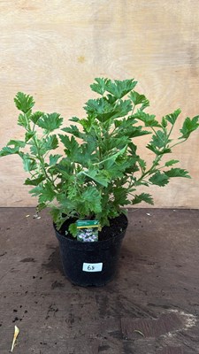 Lot 1068 - Scented leaf Geraniums -‘Lemon’