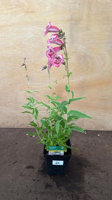 Lot 1069 - Penstemon -‘Ice cream - Strawberries and Cream’