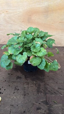 Lot 1070 - Low growing Heuchera -‘Coral Forest - Scarlet’