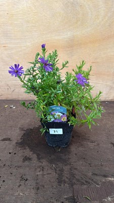 Lot 1071 - Aster -‘Alpha Universe’