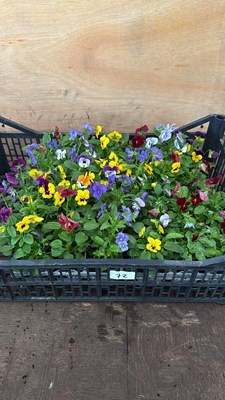 Lot 1072 - Crate of 4 packs of mixed violas -‘6 in a pack’