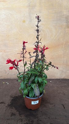 Lot 1073 - Hardy red Lobelia